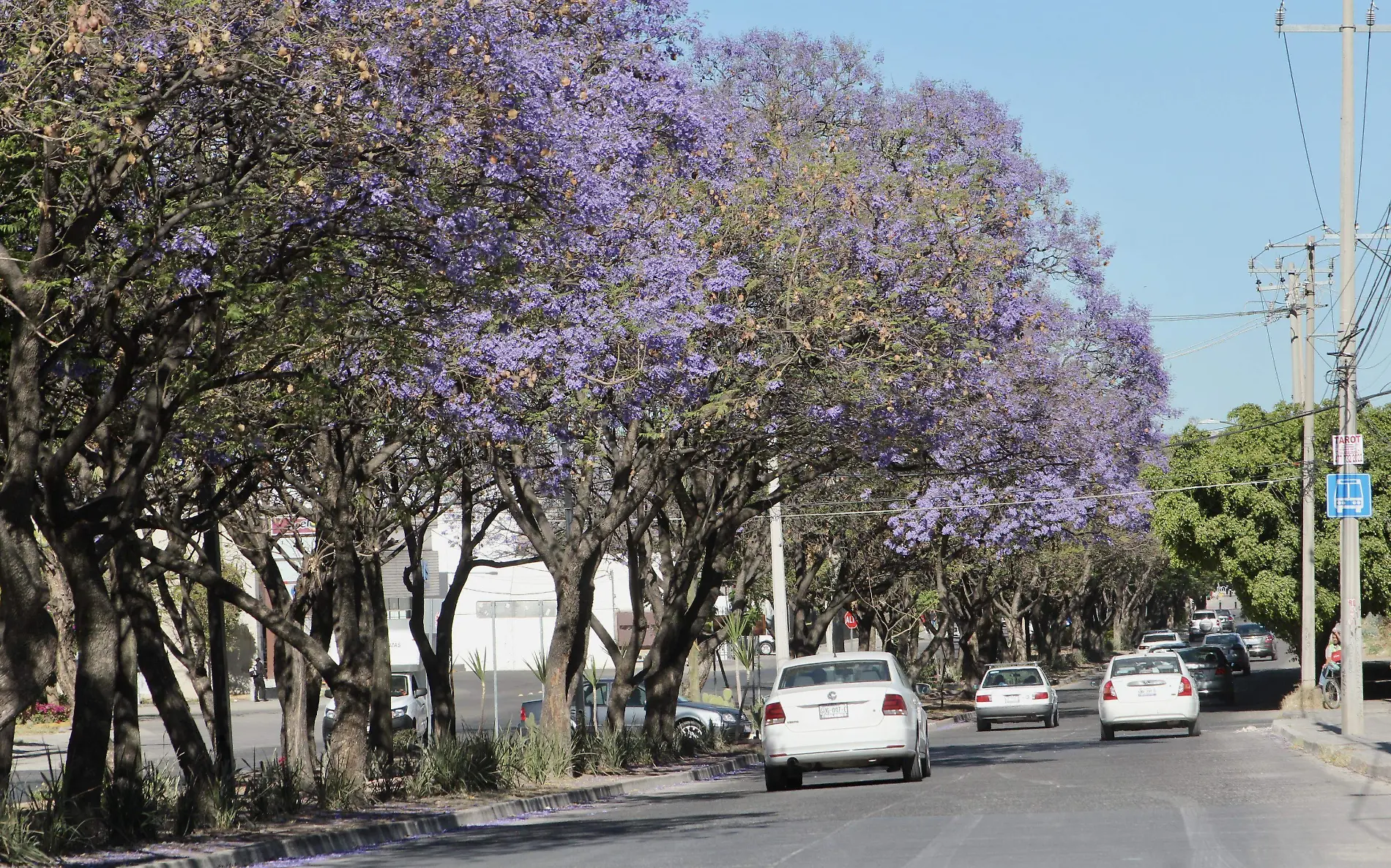 JACARANDAS (1)